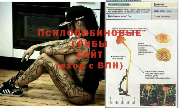 ПСИЛОЦИБИНОВЫЕ ГРИБЫ Белоозёрский